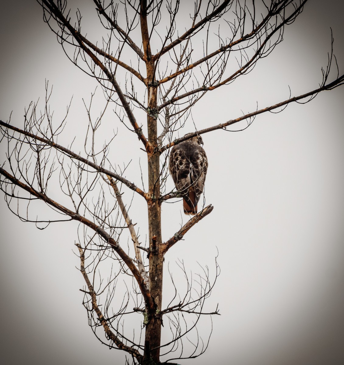 rødstjertvåk - ML645994183