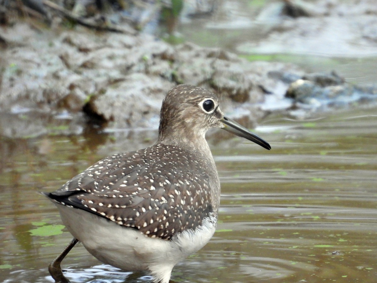 Solitary Sandpiper - ML645994193