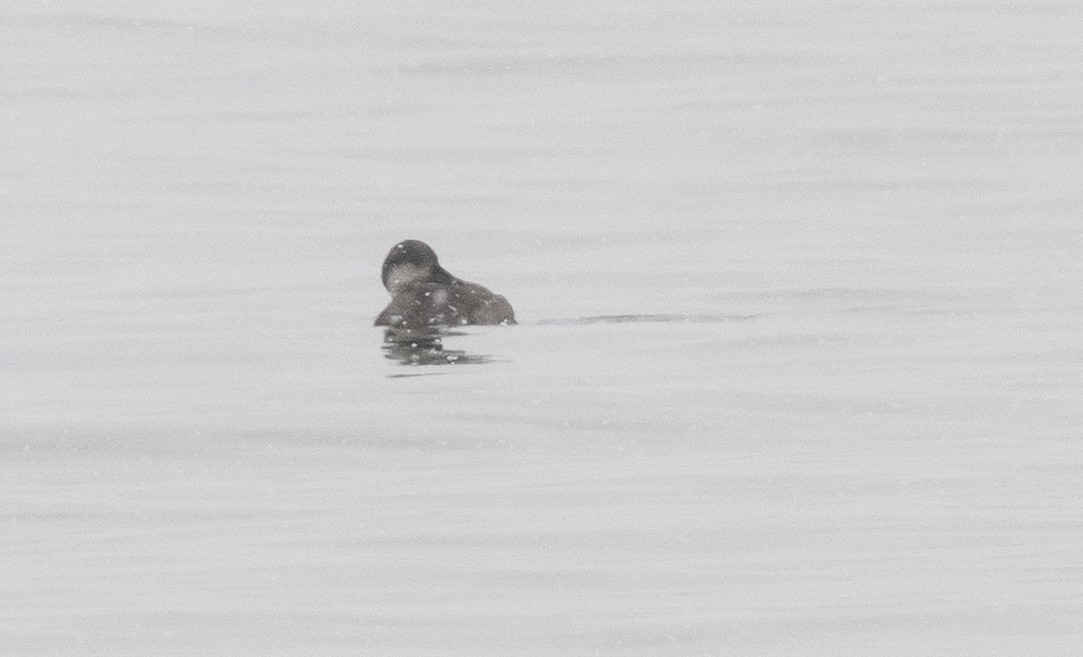 turpan žlutozobý - ML645994200