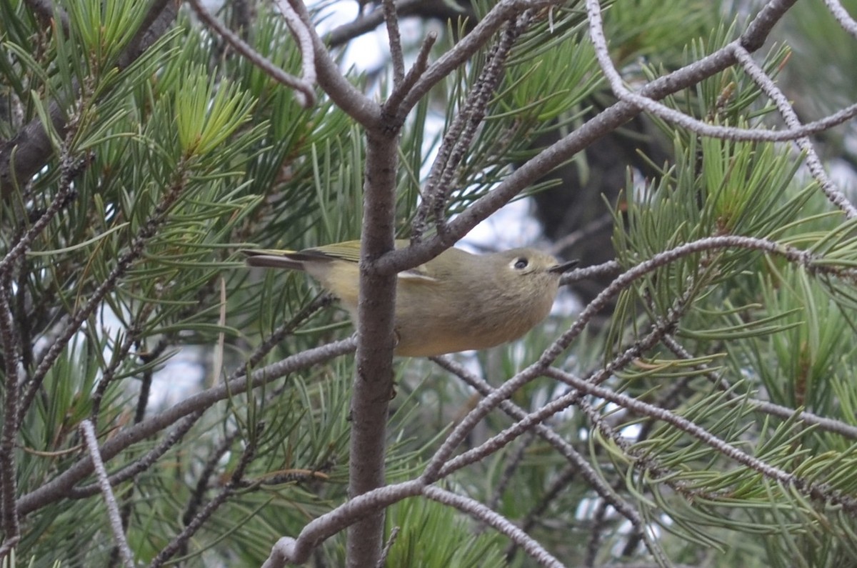 Ruby-crowned Kinglet - ML645994204