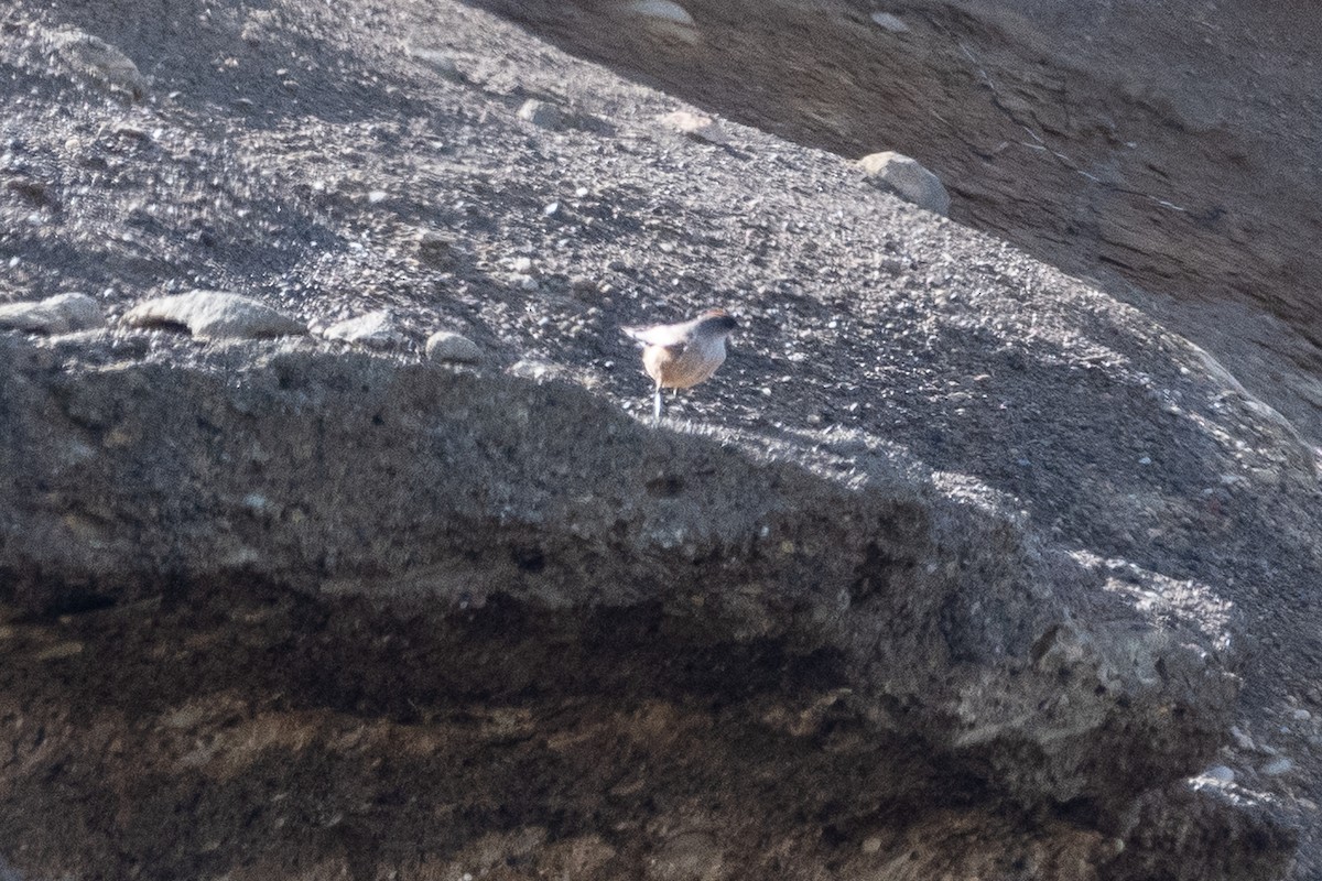 Dormilon à ventre roux - ML645994205