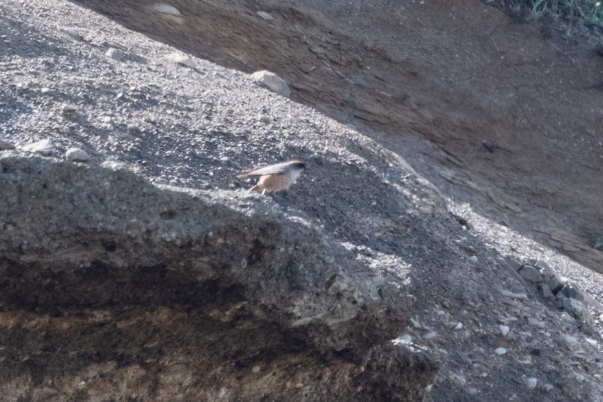 Dormilon à ventre roux - ML645994206