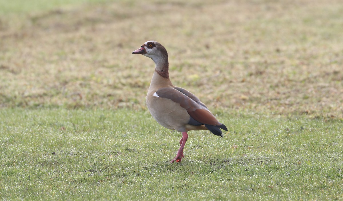 Egyptian Goose - ML645994207
