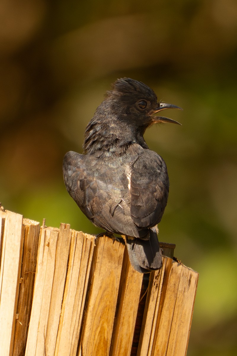 Swallow-winged Puffbird - ML645994209