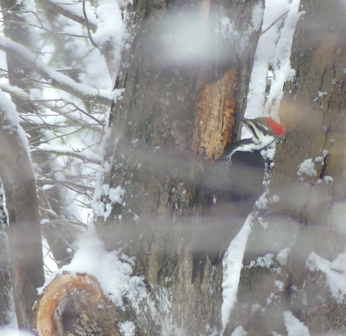 Pileated Woodpecker - ML645994226