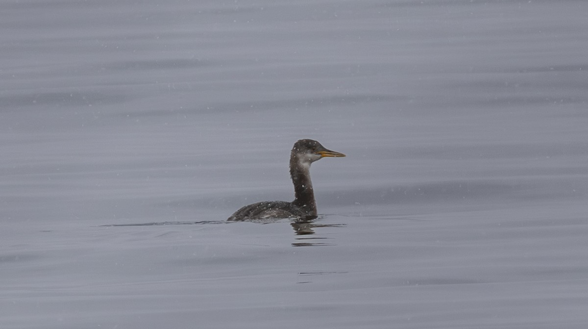 Somormujo Cuellirrojo - ML645994230