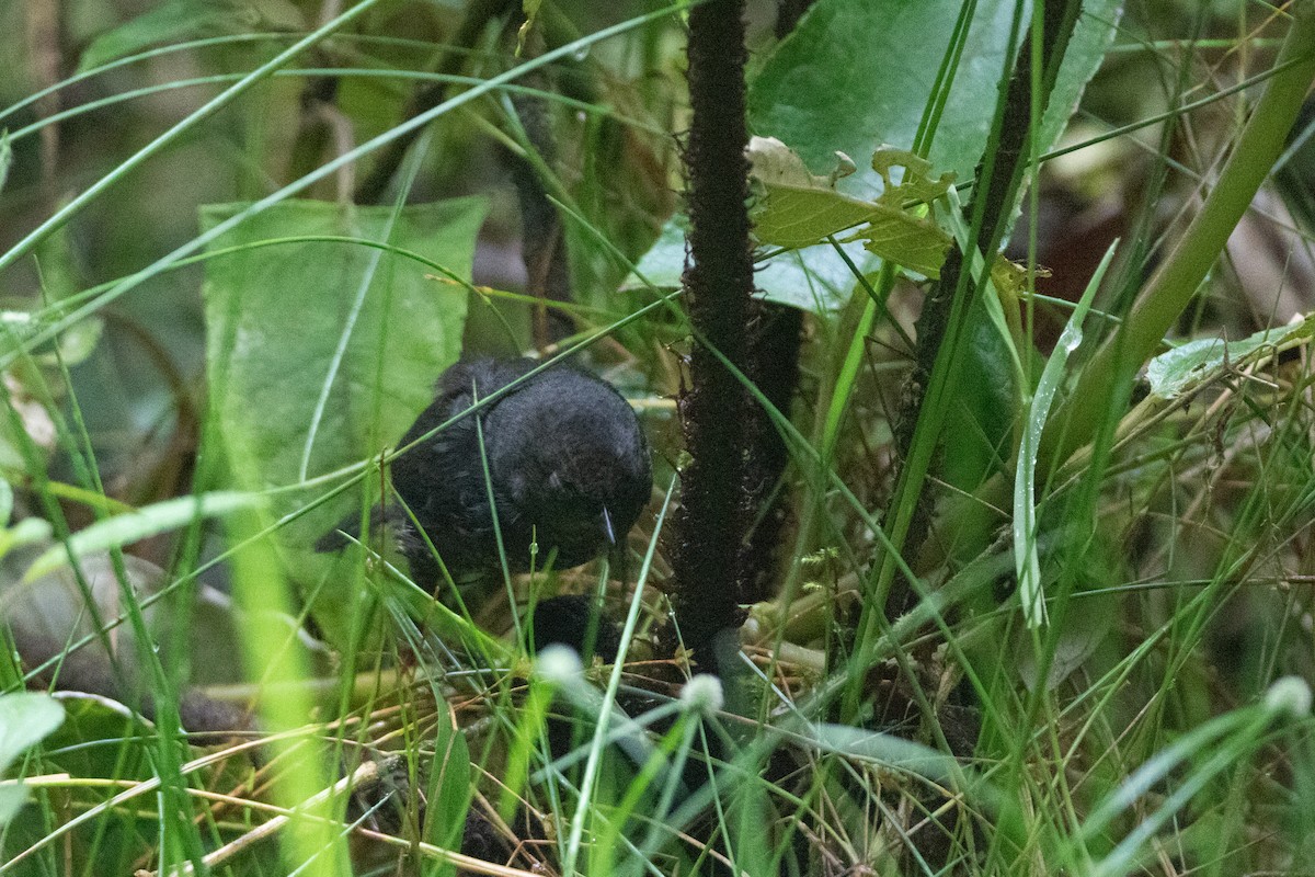 Nariño Tapaculo - ML645994231