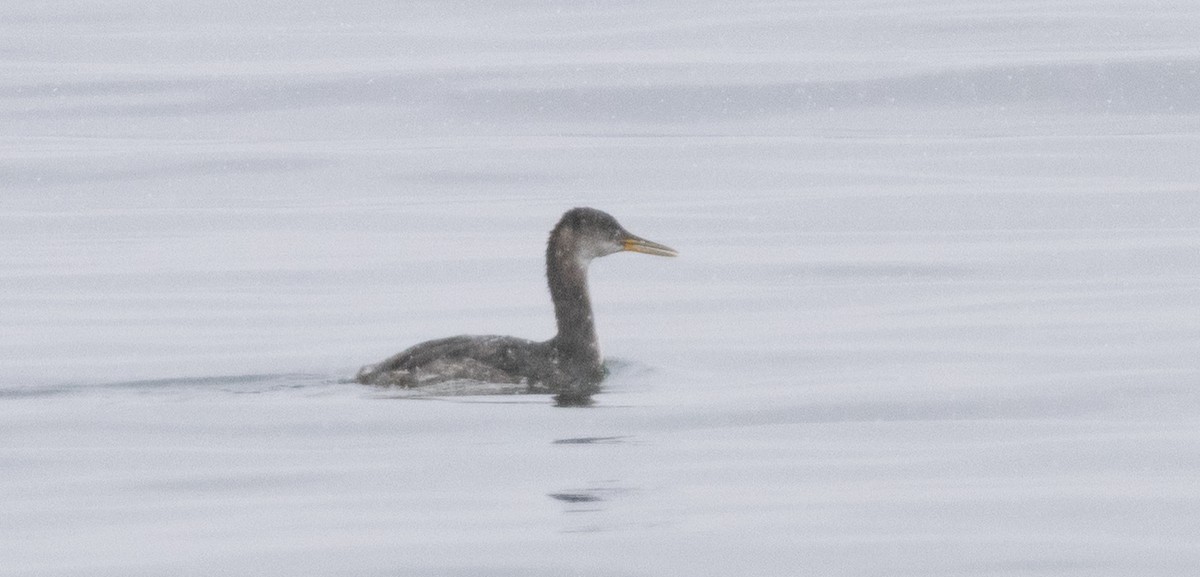 Somormujo Cuellirrojo - ML645994240