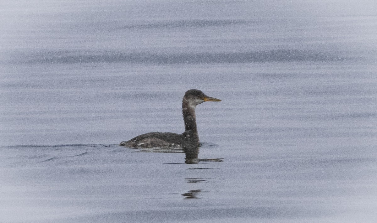 Somormujo Cuellirrojo - ML645994241