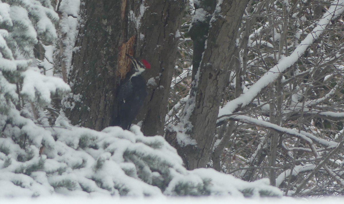 Pileated Woodpecker - ML645994242