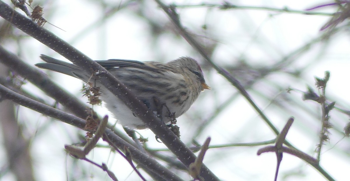 Redpoll (flammea) - ML645994257