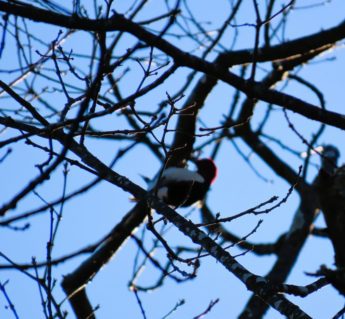 Red-headed Woodpecker - ML645994258