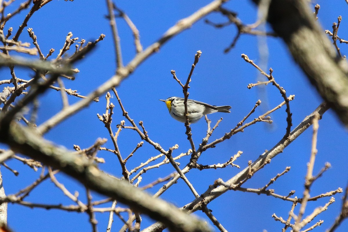 Yellow-throated Warbler - ML645994266
