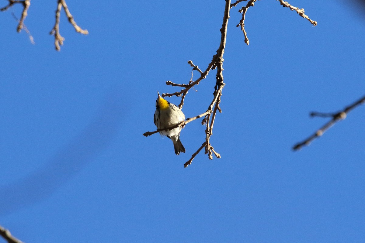 Yellow-throated Warbler - ML645994267