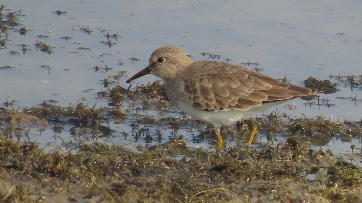 Temminck's Stint - ML645994268
