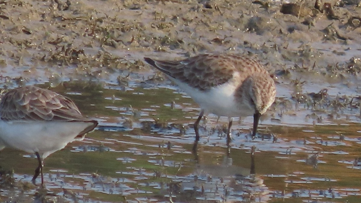 Little Stint - ML645994269