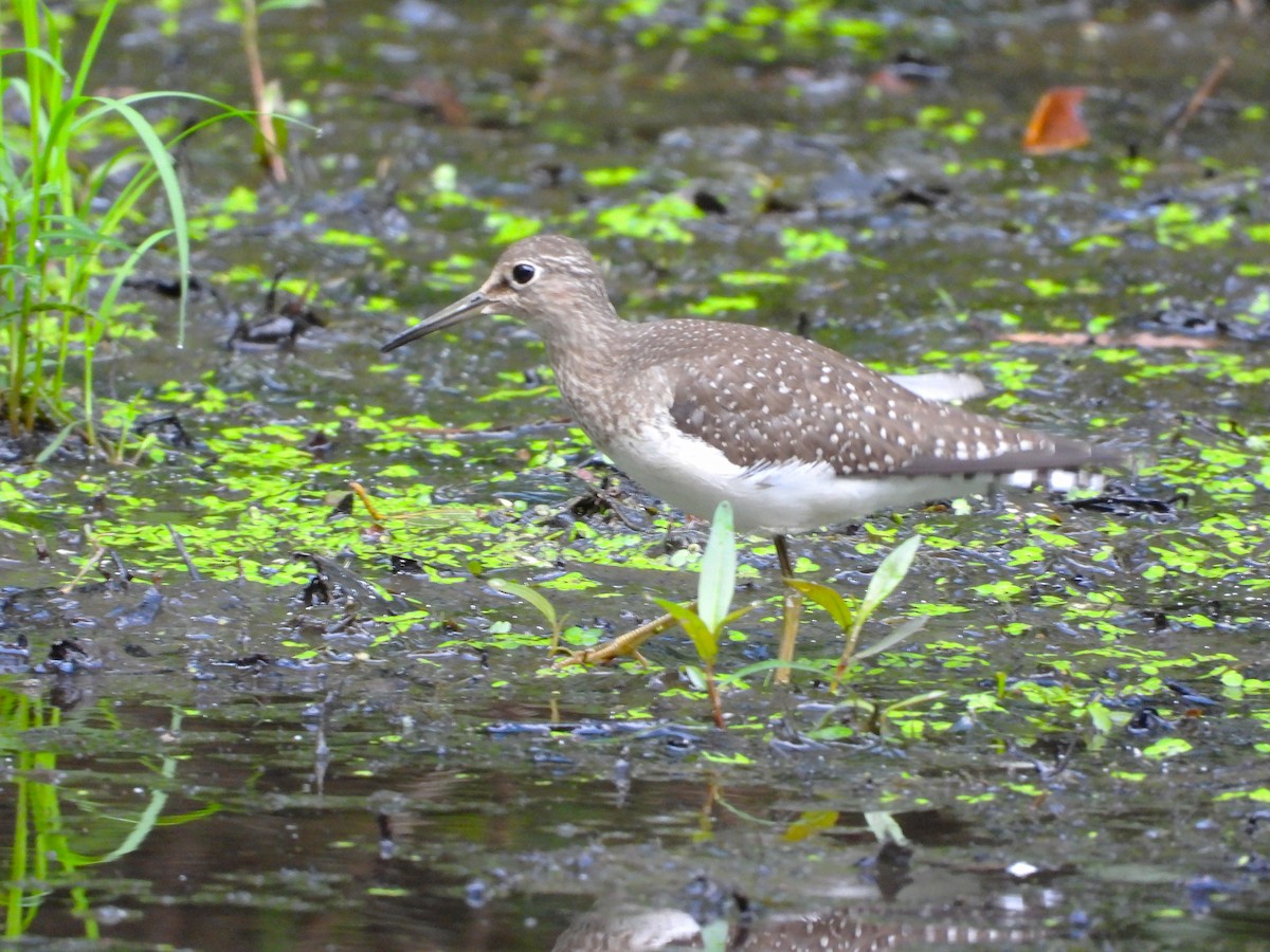 Solitary Sandpiper - ML645994272