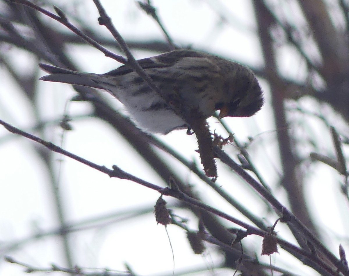 Redpoll (flammea) - ML645994275