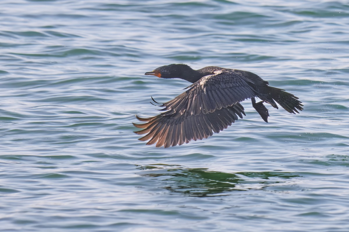 Cape Cormorant - ML645994278