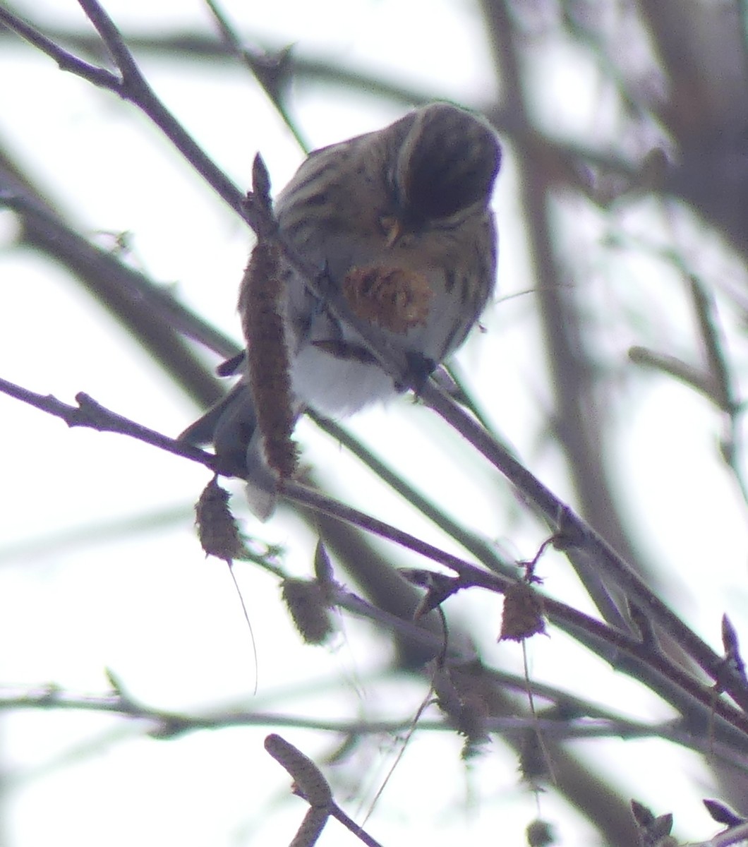 Redpoll (flammea) - ML645994298