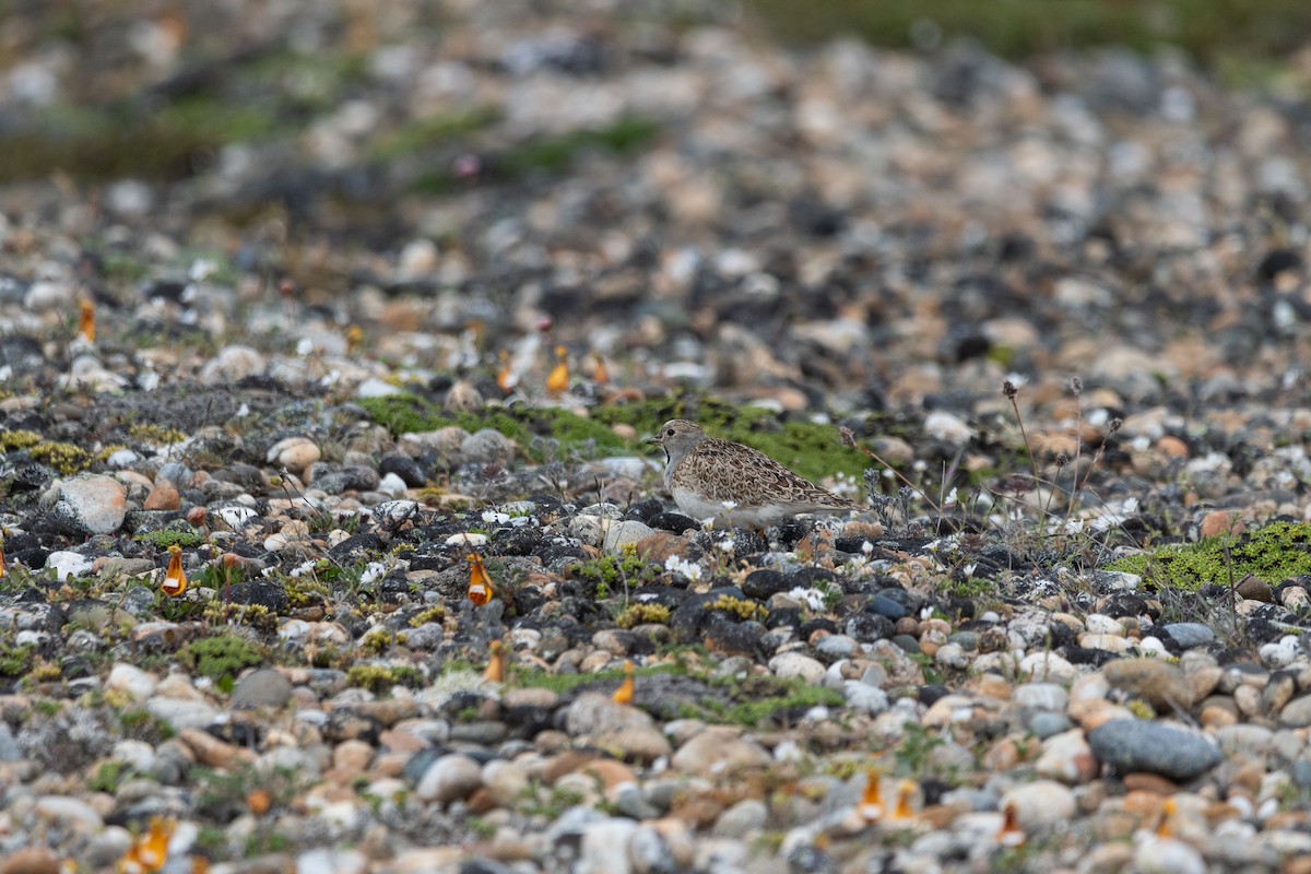 Least Seedsnipe - ML645994301