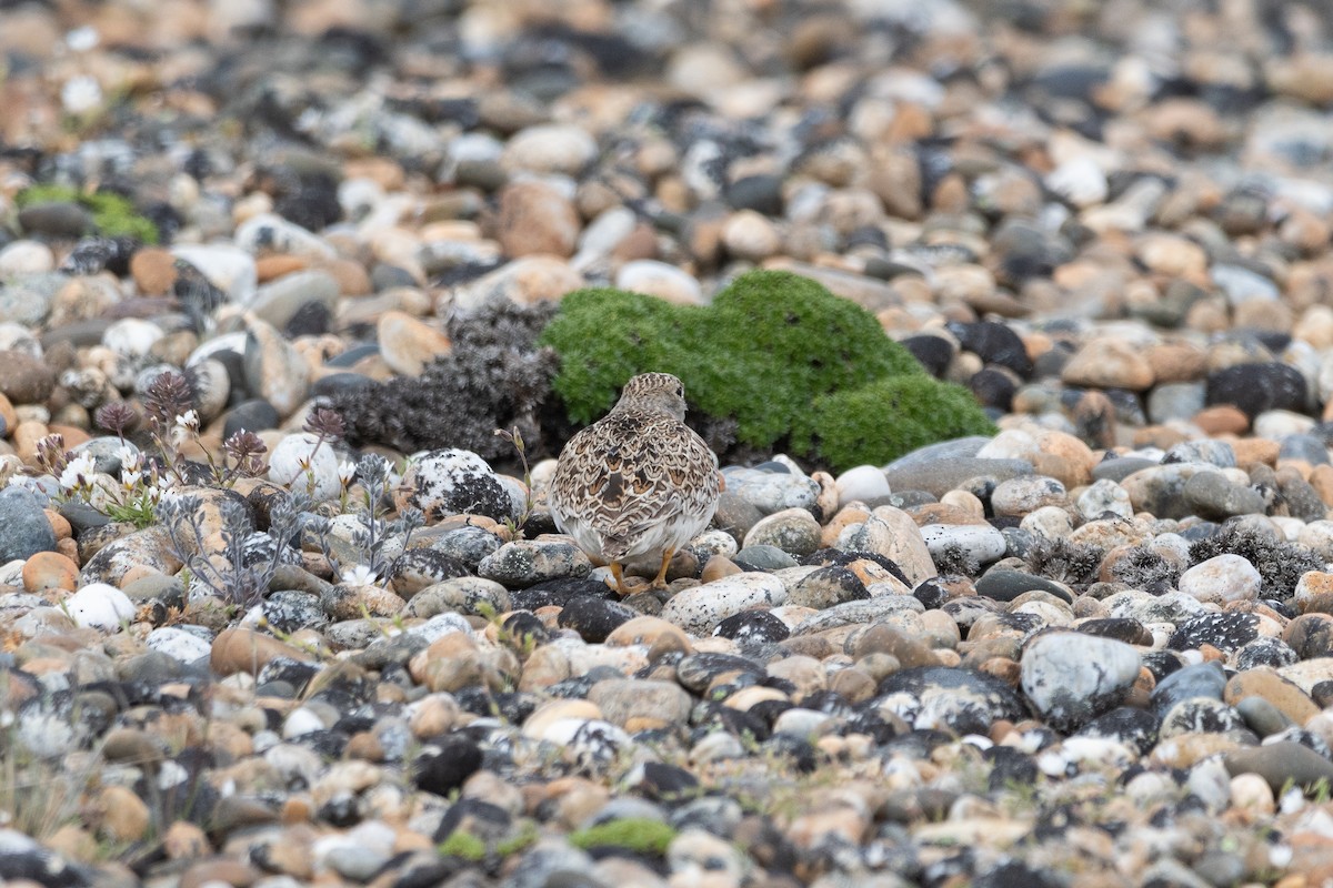 Least Seedsnipe - ML645994302