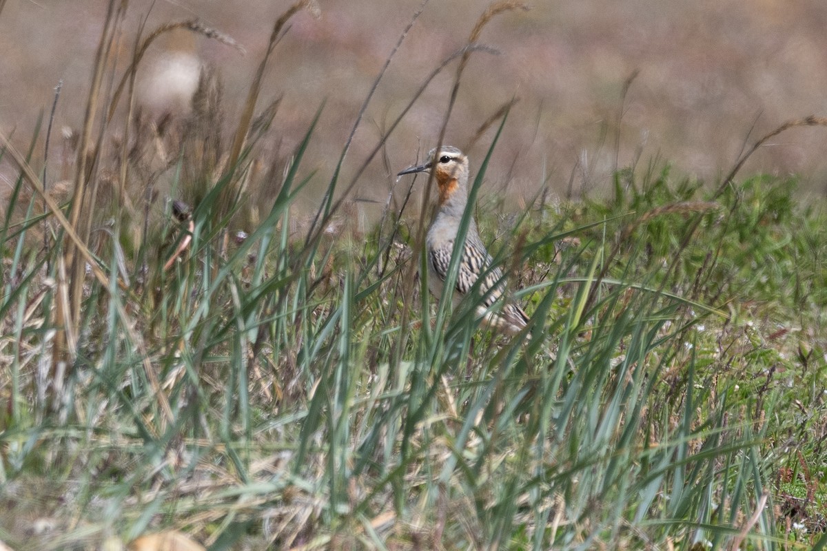 Tawny-throated Dotterel - ML645994307
