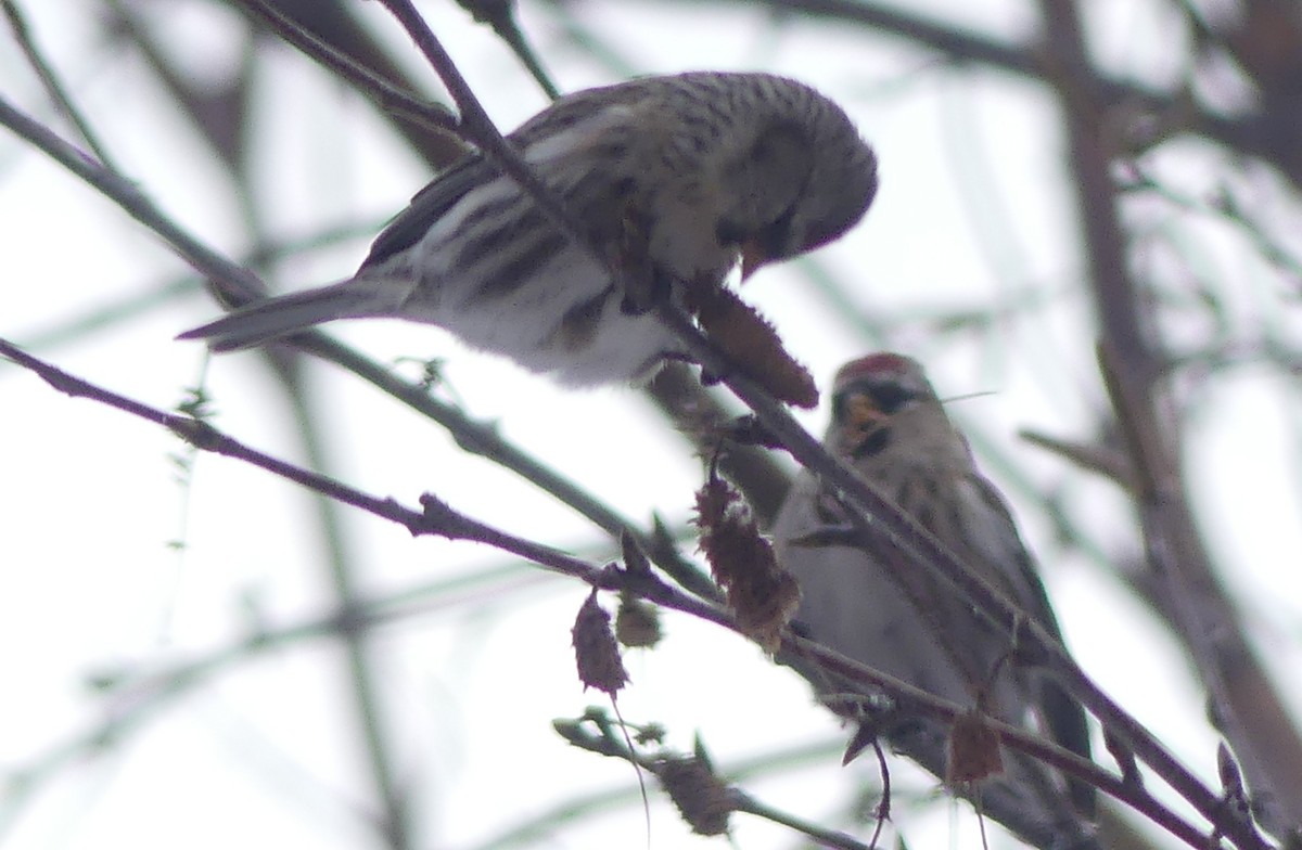 Redpoll (flammea) - ML645994308