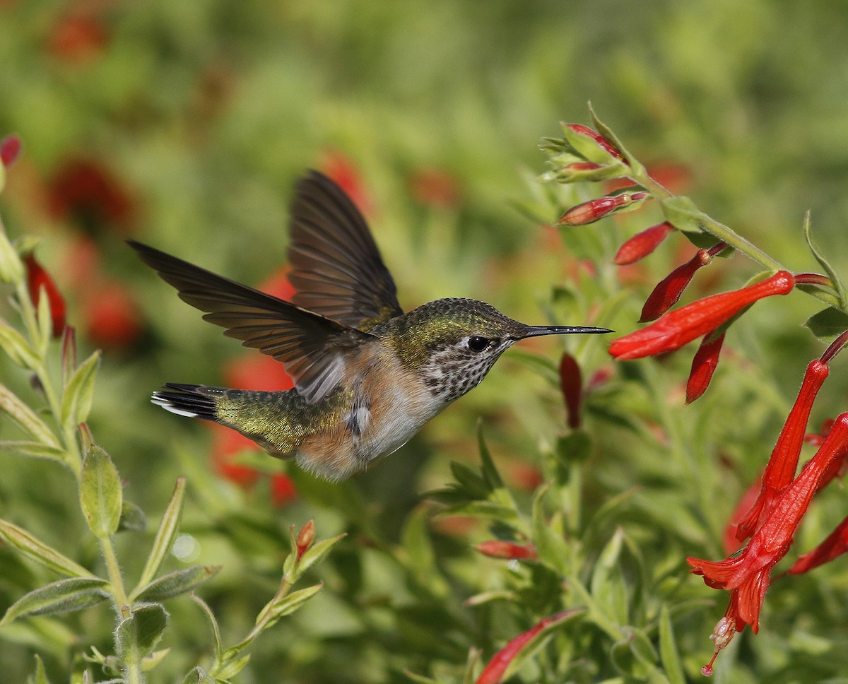 Colibrí Calíope - ML64599431