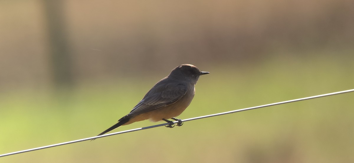 チャイロツキヒメハエトリ - ML645994310