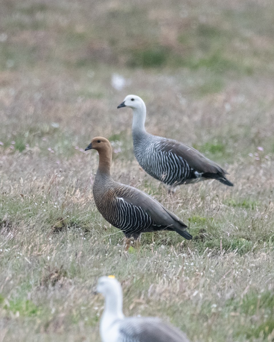 Upland Goose - ML645994311
