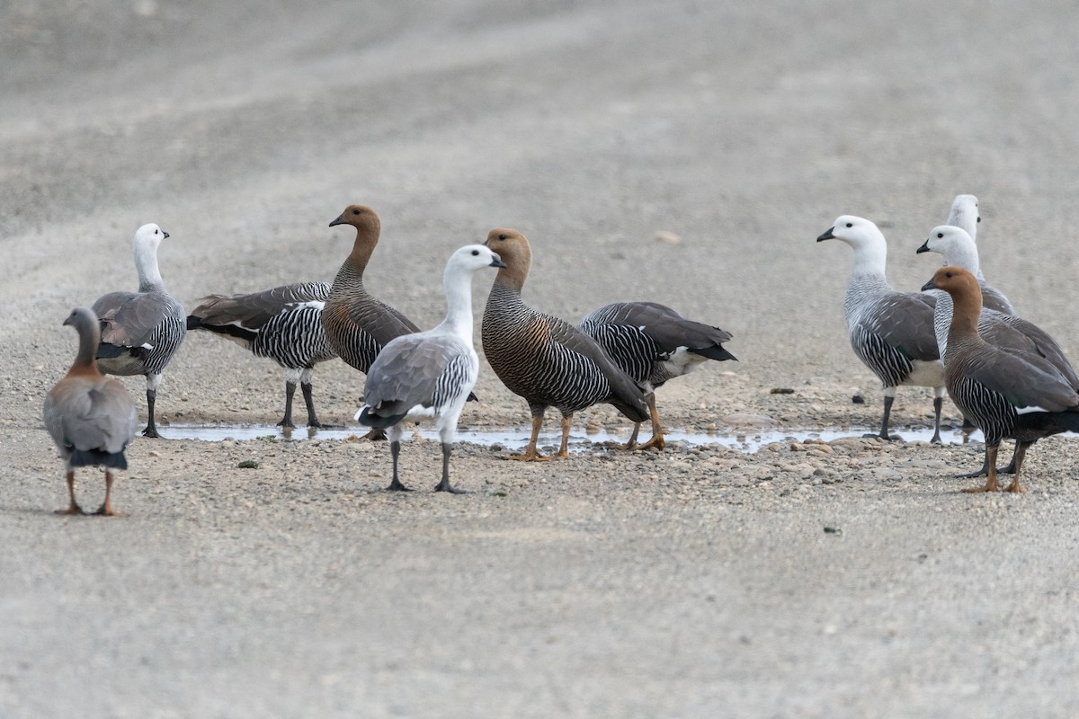 Upland Goose - ML645994312
