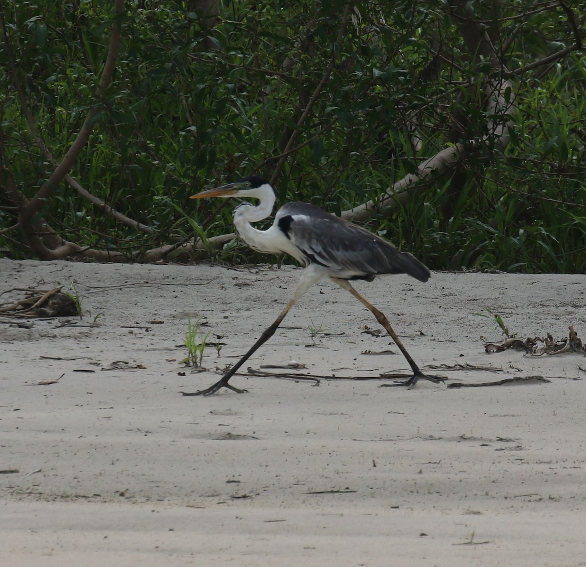 Cocoi Heron - ML645994313