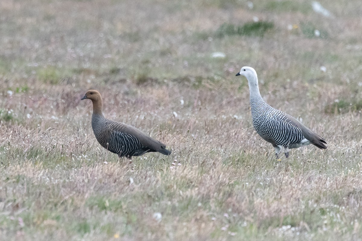 Upland Goose - ML645994314