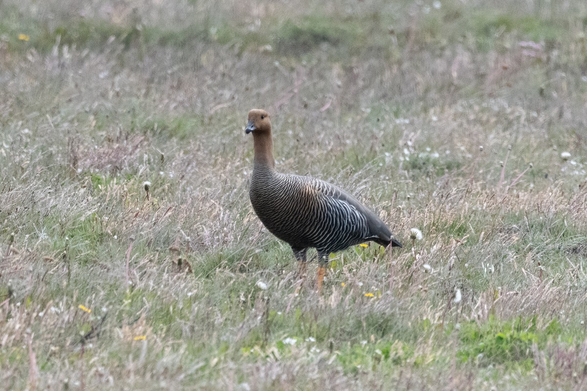 Upland Goose - ML645994315
