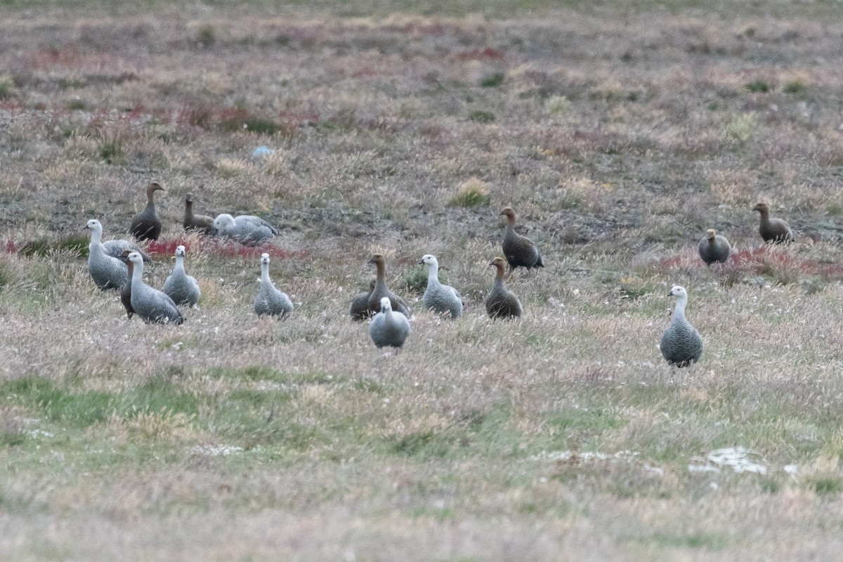 Upland Goose - ML645994316