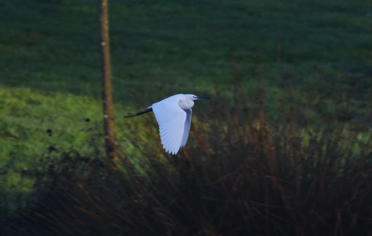 Little Egret - ML645994317
