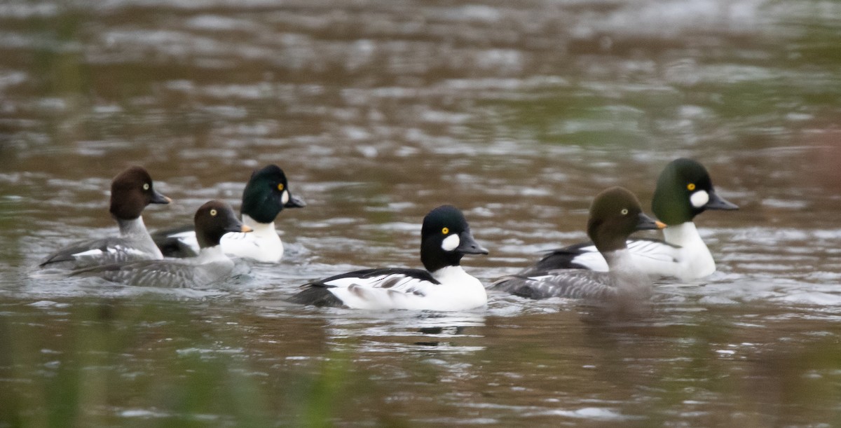 Common Goldeneye - ML645994319