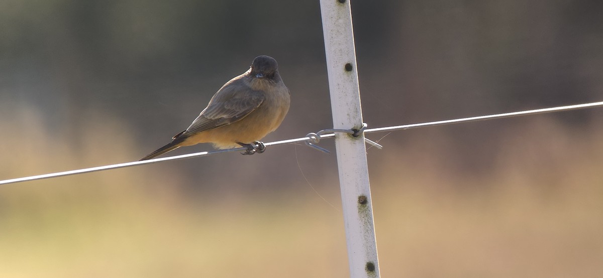 チャイロツキヒメハエトリ - ML645994320