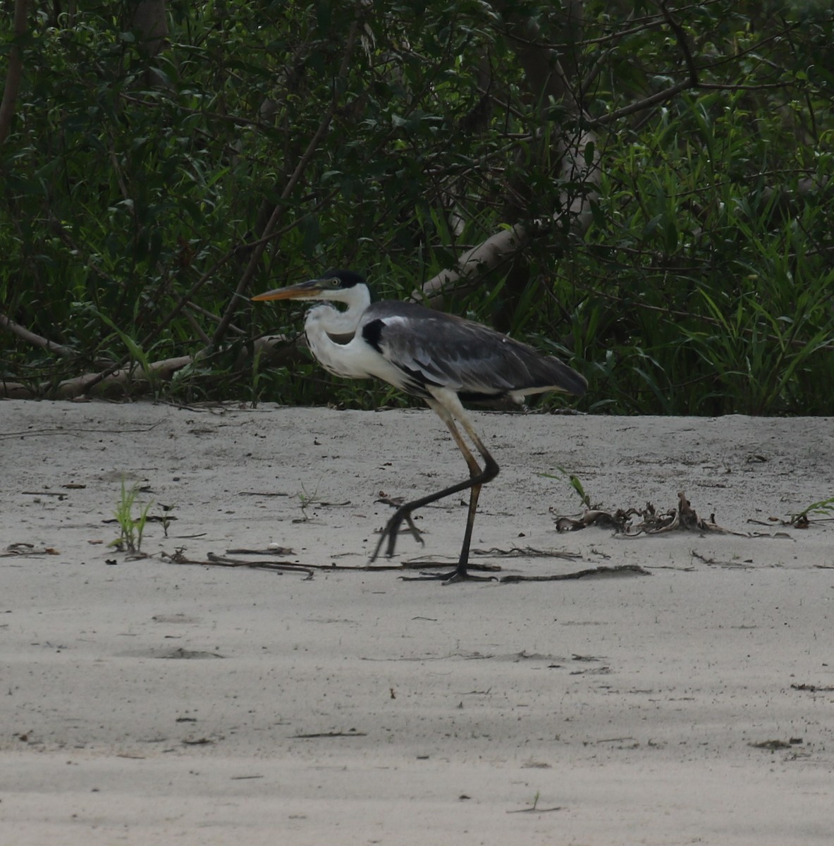 Cocoi Heron - ML645994322