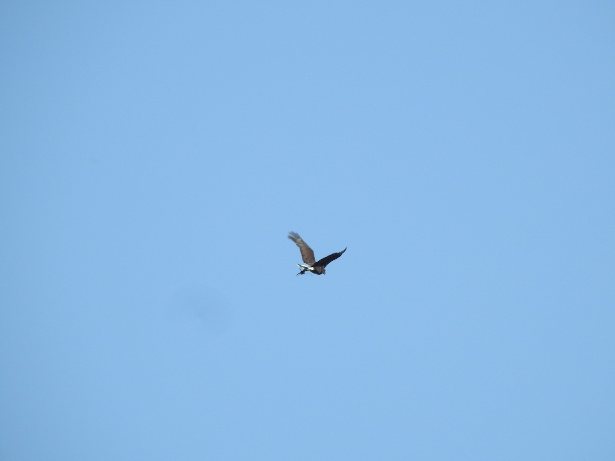 Great Black Hawk - ML645994328