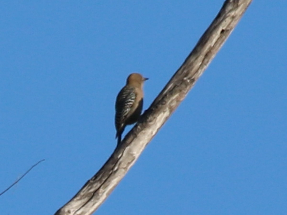 Gila Woodpecker - ML645994329