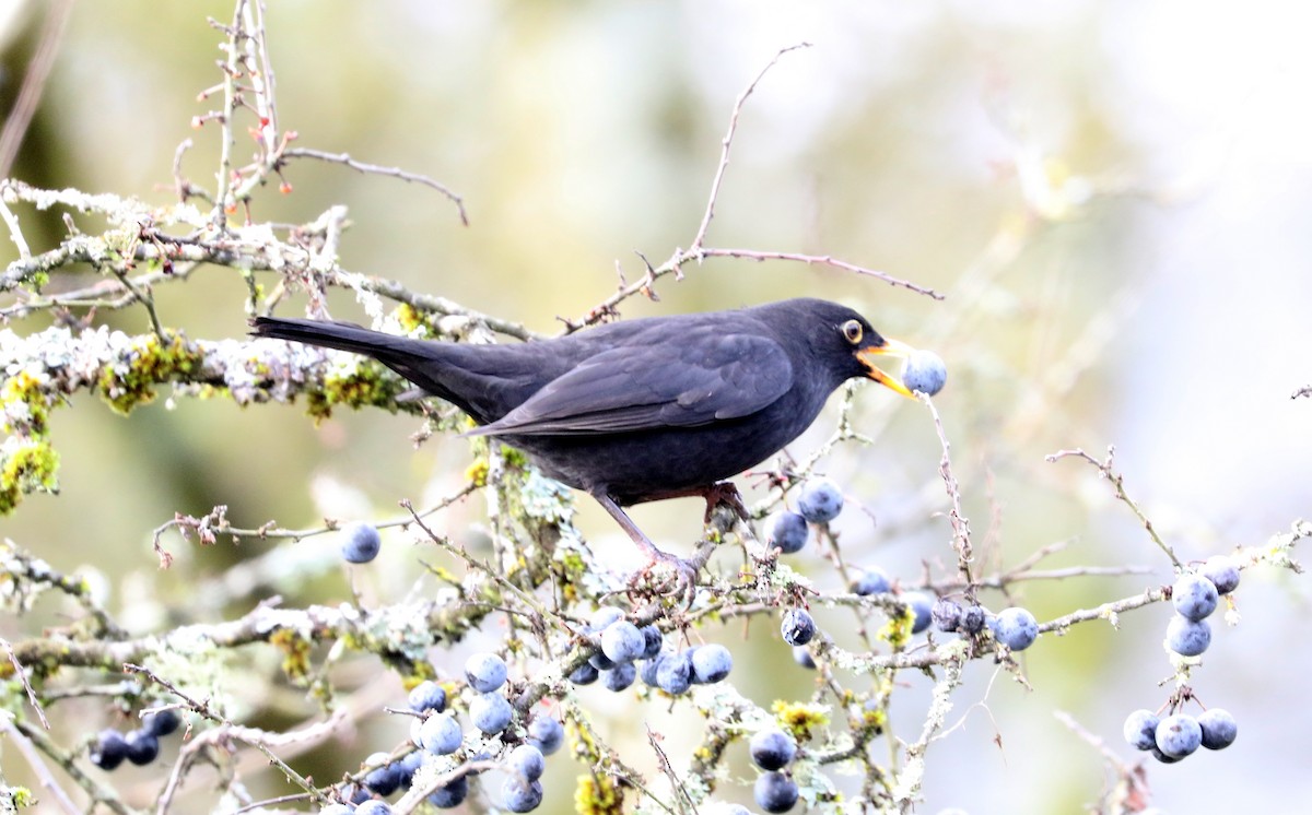 Eurasian Blackbird - ML645994333