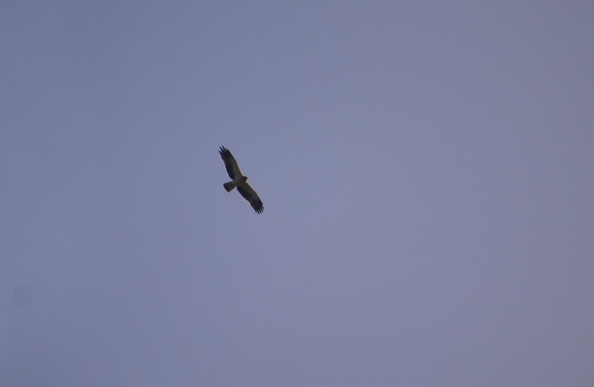 Booted Eagle - ML645994334