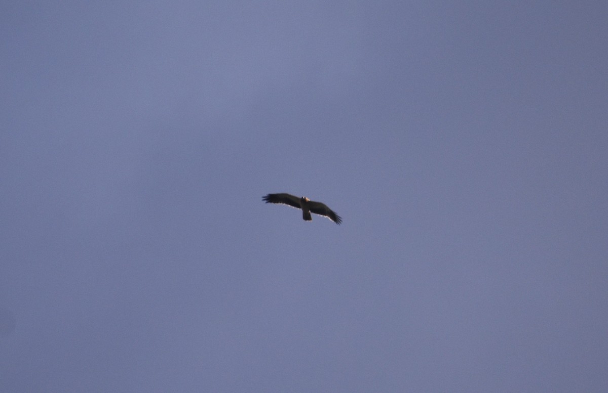 Booted Eagle - ML645994335