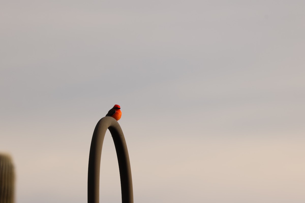Vermilion Flycatcher - ML645994336