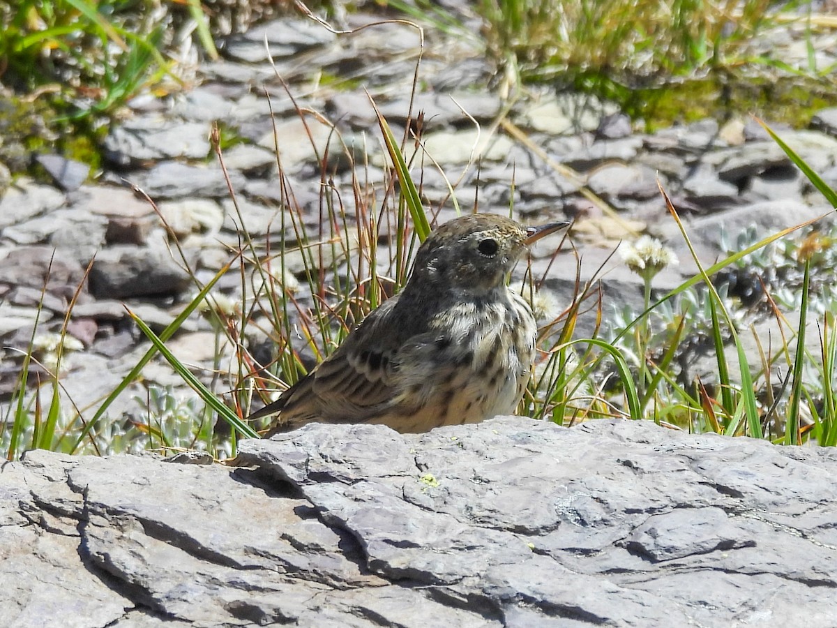 American Pipit - ML645994337