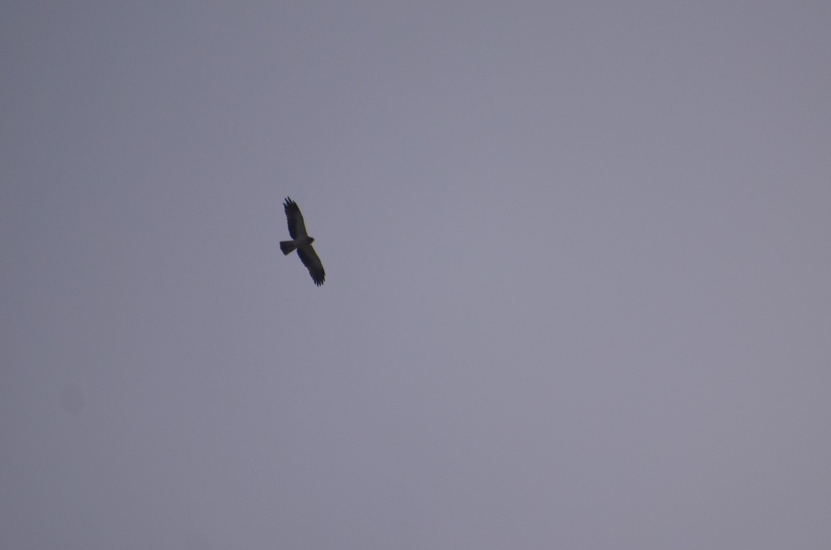 Booted Eagle - ML645994339