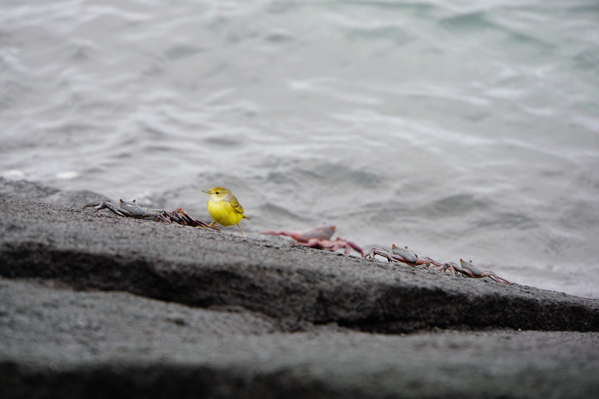 Northern Yellow Warbler - ML645994340