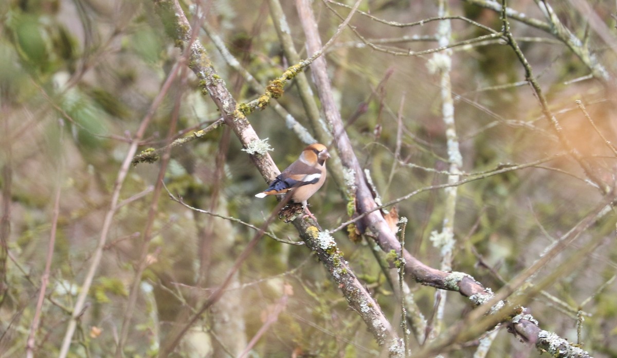 Hawfinch - ML645994342